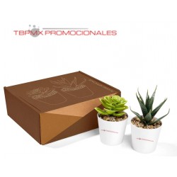 Set de macetas con planta...